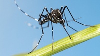 INSEKTENZEIT? SOVENTOLZEIT - Vielseitig auch bei Insektenstichen oder -bissen