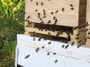 MediBee – MEDICE startet mit firmeneigenem Bienenprojekt