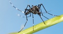 INSECT TIME? SOVENTOL TIME - Versatile also for insect bites or stings