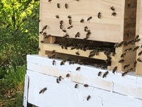 MediBee – MEDICE launches its own bee project